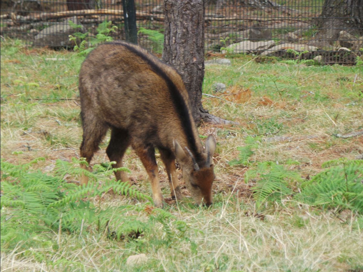 Takin - National Animal08